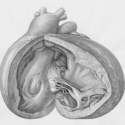 a drawing of the inside of a human heart